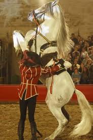 El caballo español nace en Córdoba de la mano de Almanzor, con sede en las Caballerizas reales.