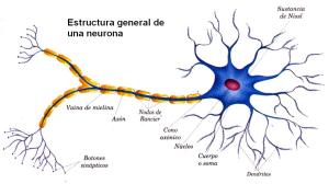 MORFOLOGÍA NEURONA
